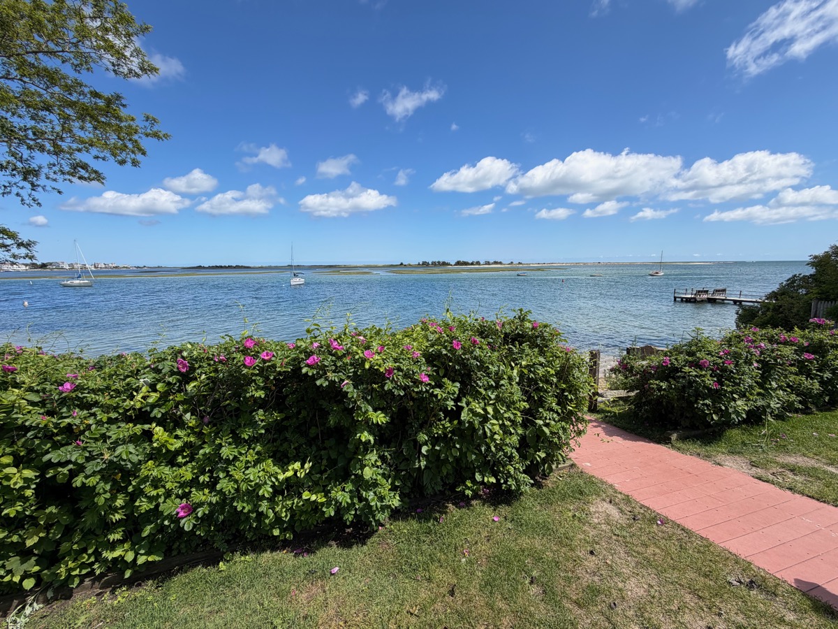 Harbor view with wild roses and dock