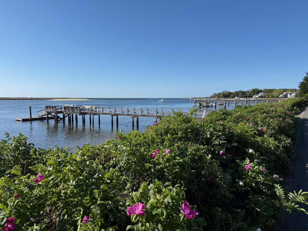 Waterfront with wild roses and docks